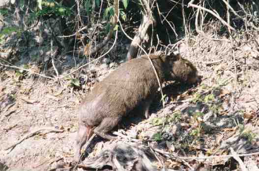 capivara.jpg (37541 bytes)