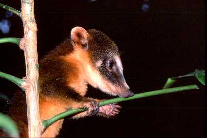 coati.jpg (12637 bytes)