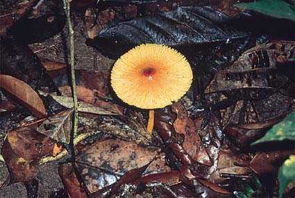 fungo.jpg (24992 bytes)