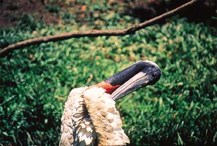 jaburu.jpg (48762 bytes)