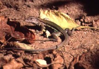 lagarto.jpg (14912 bytes)