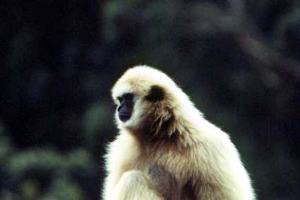 macacoaranha.jpg (9045 bytes)