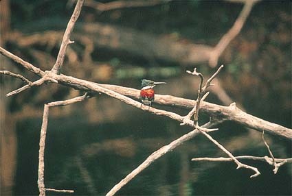 martinpescador.jpg (30197 bytes)