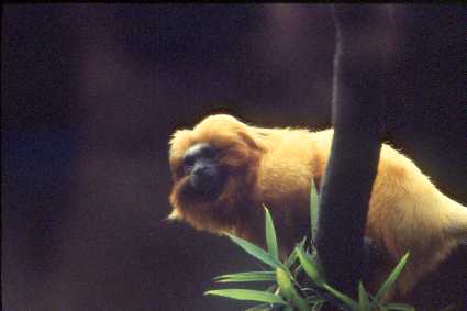 micoleao.jpg (9447 bytes)