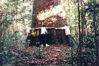 minicastanheira.jpg (6886 bytes)