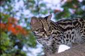 minijaguatirica.jpg (4613 bytes)