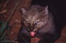 mionijaguarundi.jpg (2529 bytes)
