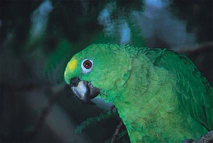 papagaio.jpg (23291 bytes)
