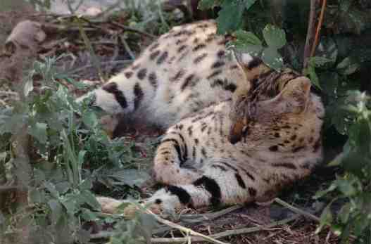 serval.jpg (23290 bytes)