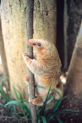 tamanduai.jpg (30555 bytes)