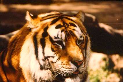 tigre.jpg (16998 bytes)