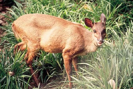 veado.jpg (58042 bytes)